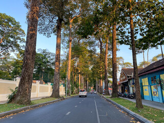 Road with many trees in downtown Saigon, Vietnam