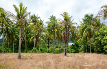 Fototapeta na wymiar Coconut trees at plantation in Mekong Delta