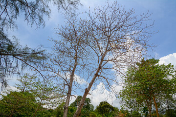 Fototapeta premium Huge trees at Phu Quoc National Park