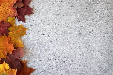 Multicolored maple leaves on a cement background. Autumn concept.