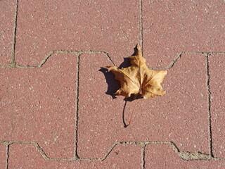 Leaf on the sidewalk.