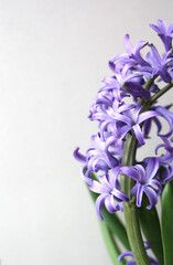 Blue hyacinth on the right side of a white leaf. Vertical photo. There is room for text. Selective focus.