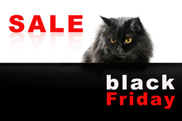Beautiful black cat on white and black isolated background with place for text.