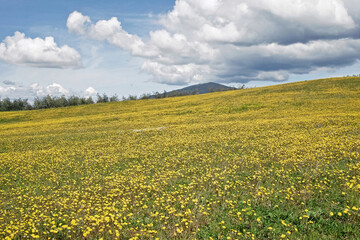 spring, yellow meadow