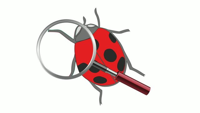 Animation of moving magnifying glass over ladybug on white background. Magnification at observation site. 