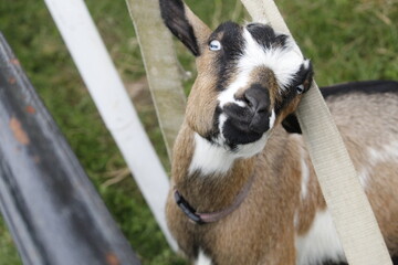 Goat saying hello