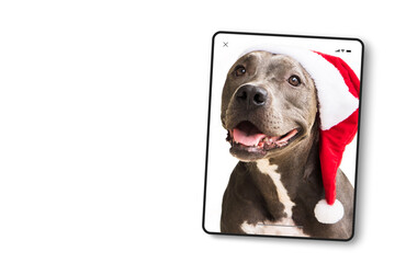 Device screen in tablet format with Pit bull dog in red Santa’s Cap isolated on white background for Christmas. Waiting for Santa Claus to arrive. Selective focus.