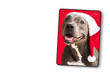 Device screen in tablet format with Pit bull dog in red Santa’s Cap isolated on white background for Christmas. Waiting for Santa Claus to arrive. Selective focus.