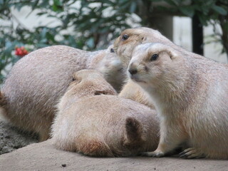 プレーリードッグ