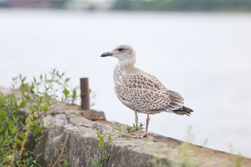 Close-up photo of lonely seagull standing on a old fishing pier.