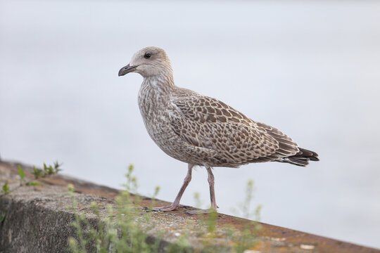 Close-up photo of lonely seagull standing on a old fishing pier.
