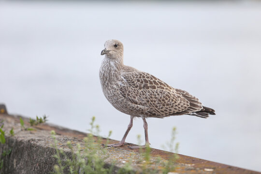 Close-up photo of lonely seagull standing on a old fishing pier.