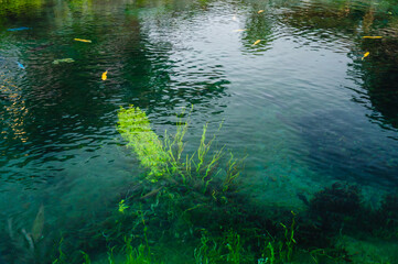 忍野八海　中池