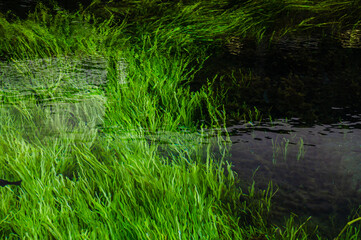 忍野八海　湧水池