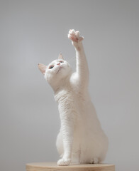 白猫のポートレート　グレー背景