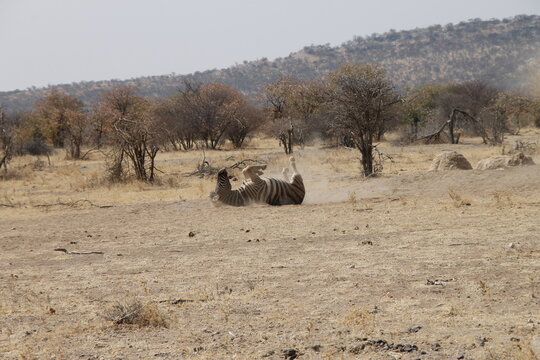 Zebra Rolling Around