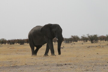 african elephant in savannah