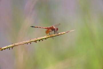 dragonfly on a branch
