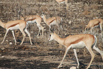 springbok in savannah