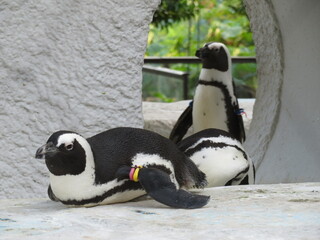 Fototapeta premium ケープペンギン
