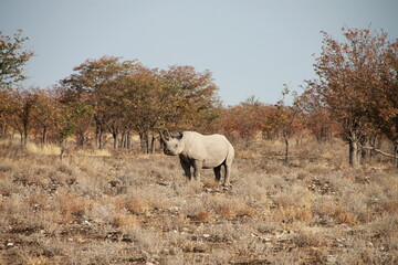 Obraz na płótnie Canvas rhino in savannah
