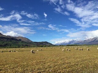 sheep and mountains