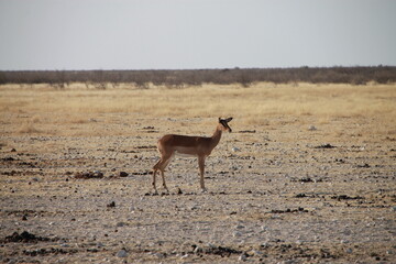 black-faced impala in savannah