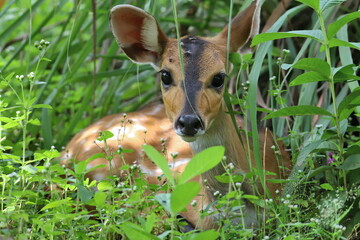 antelope in the forest