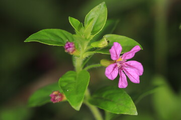 pink flowers in the garden