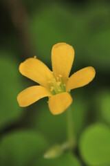 Fototapeta na wymiar yellow flower macro