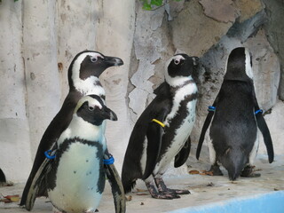 Obraz premium ケープペンギン