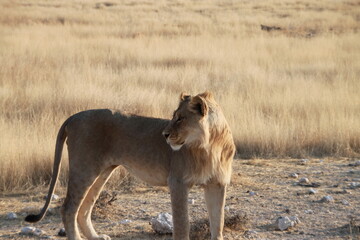 lion looking around
