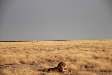 lion in the savannah