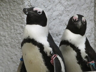 ケープペンギン