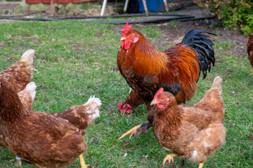 chicken