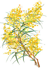 Golden Wattle.Branch with flowers on white background