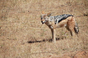 jackal in the wild
