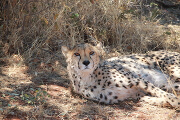 Cheetah looking in the camera