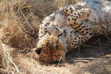 Cheetah sleeping on the back