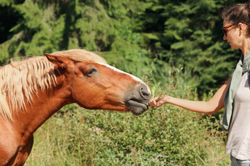 Woman feeding beautiful horse near forest on sunny day, closeup. Lovely domesticated pet