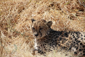 cheetah on the grass