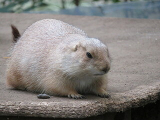 オグロプレーリードッグ