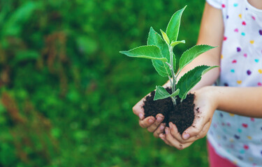 Children watch plant trees, hold in their hands. Selective focus.