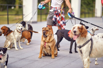 Close up of group of dogs on a walk led by a dog walker. Pets, walker, service