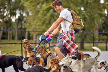 Young male dog walker on the job; Dog walker lifestyle