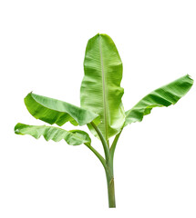 Fresh big banana tree green leaves color. Isolated on white background with clipping path