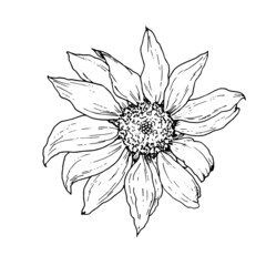 sunflower flower. hand-drawn in sketch style, sunflower flower, top view, isolated black outline on white background for design template