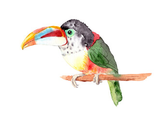 watercolor drawing of a bird - curl-crested aracari on a branch