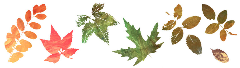 Obraz premium watercolor. set of autumn leaves. Isolated. white background.