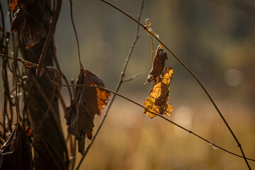 A withered plant. Nature falls asleep. Autumn leaf fall. Dry leaf. Sunlight on dry foliage. Trees in winter. Frosty sunny weather. Bare branches. Symbol of blues and depression.